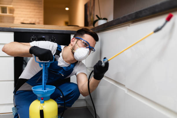 Best Local Pest Control Services  in Quitman, TX